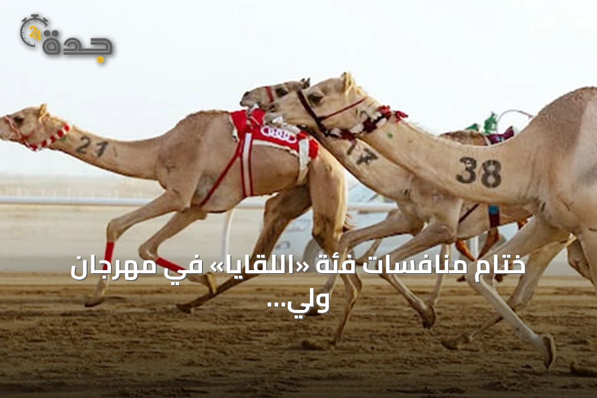 ختام منافسات فئة «اللقايا» في مهرجان ولي العهد للهجن 2026 بجوائز تتجاوز 9.4 مليون ريال
