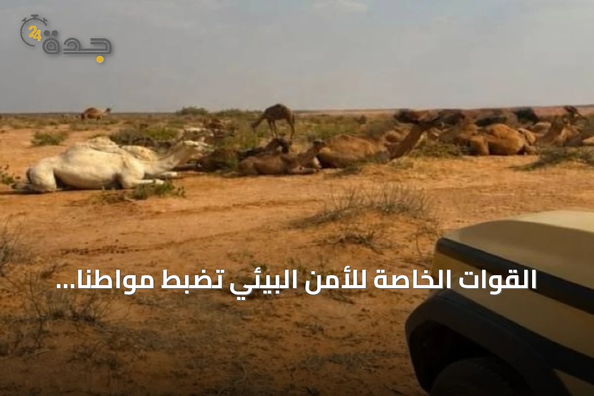 القوات الخاصة للأمن البيئي تضبط مواطنًا يرعى إبلًا في مناطق محظورة بمحمية الإمام تركي بن Abdullah