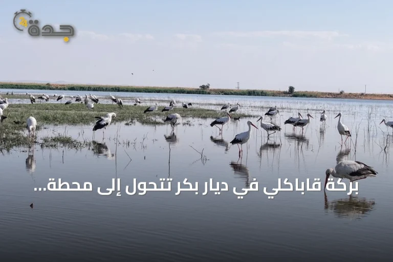 بركة قاباكلي في ديار بكر تتحول إلى محطة أساسية للطيور قبل الهجرة