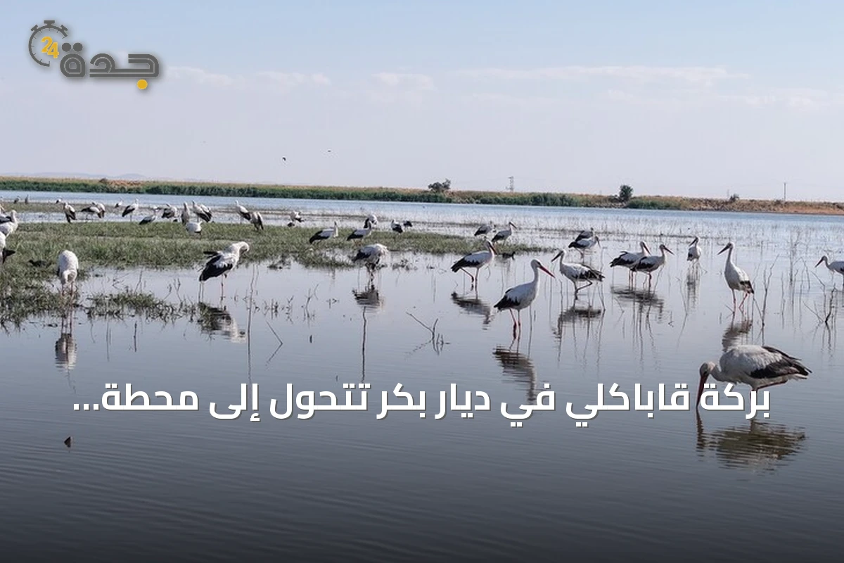 بركة قاباكلي في ديار بكر تتحول إلى محطة أساسية للطيور قبل الهجرة