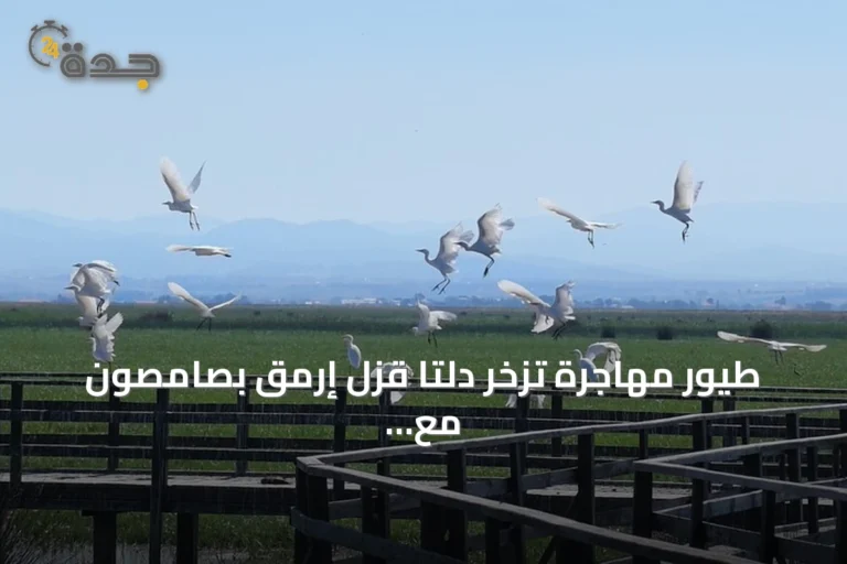 طيور مهاجرة تزخر دلتا قزل إرمق بصامصون مع حلول الخريف