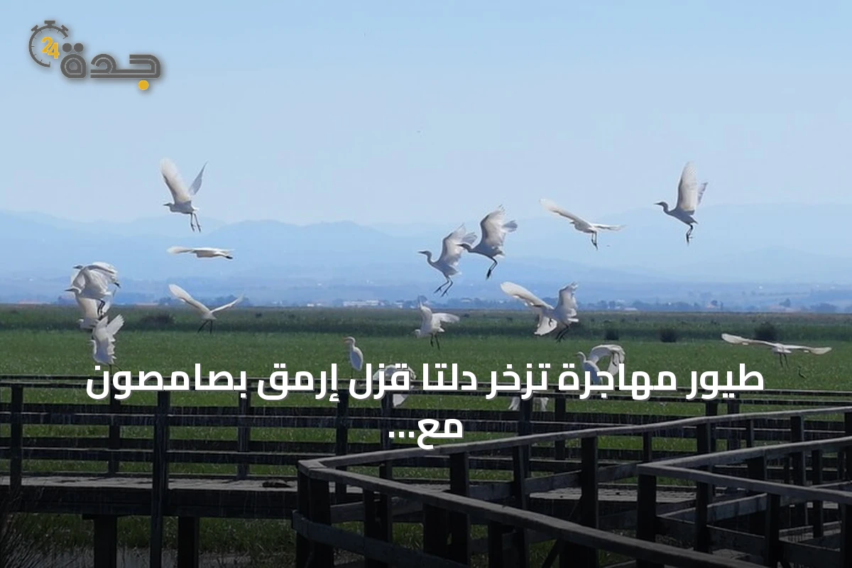 طيور مهاجرة تزخر دلتا قزل إرمق بصامصون مع حلول الخريف