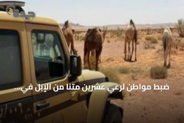 ضبط مواطن لرعي عشرين متنًا من الإبل في محمية الملك عبدالعزيز الملكية وتطبيق العقوبة