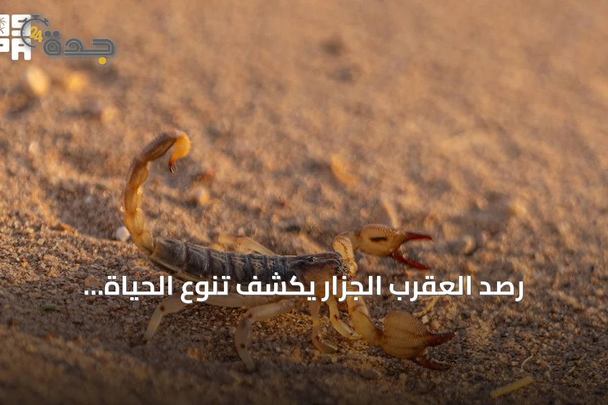 رصد العقرب الجزار يكشف تنوع الحياة الفطرية في صحاري الحدود الشمالية