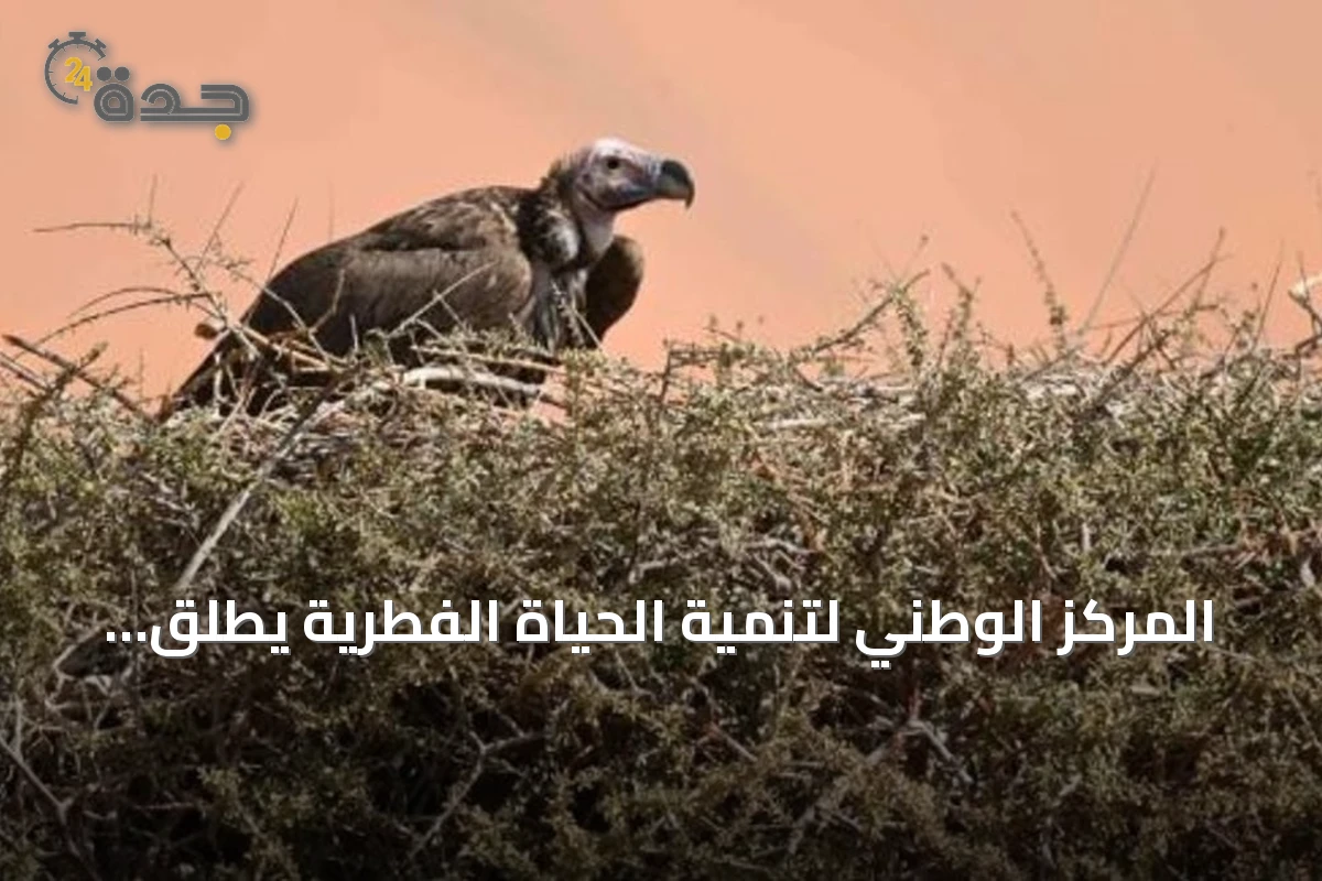 المركز الوطني لتنمية الحياة الفطرية يطلق أول دليل إرشادي وطني لمحطات تغذية النسور بالشراكة مع خمس جهات دولية