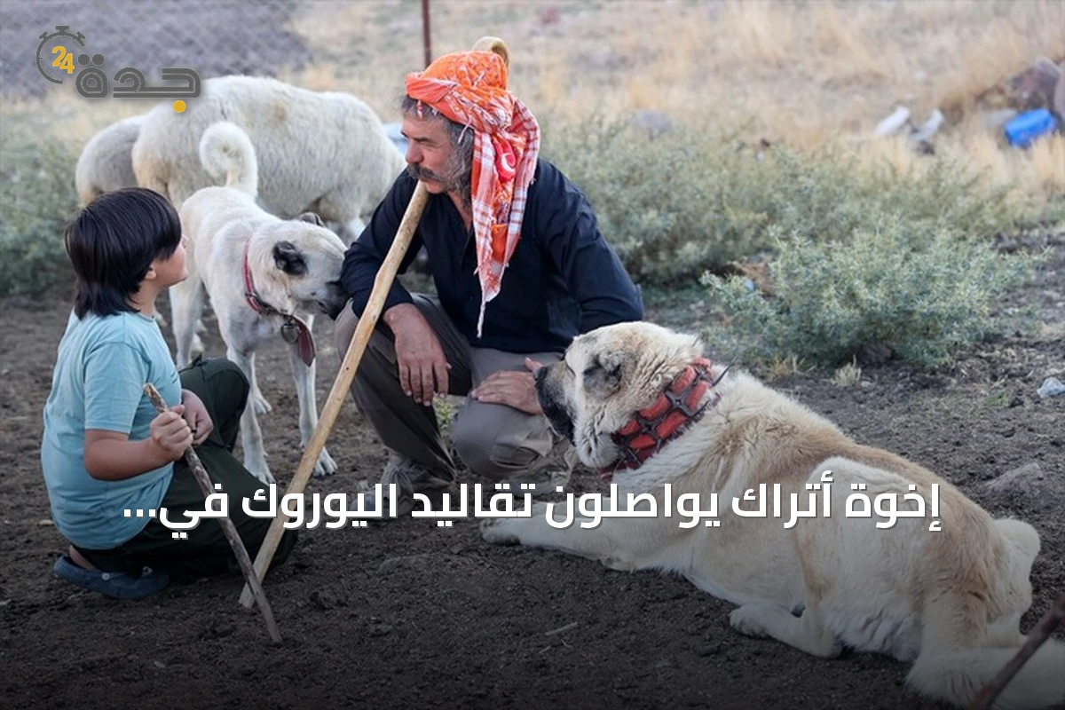 إخوة أتراك يواصلون تقاليد اليوروك في مراعي أفيون قرا حصار