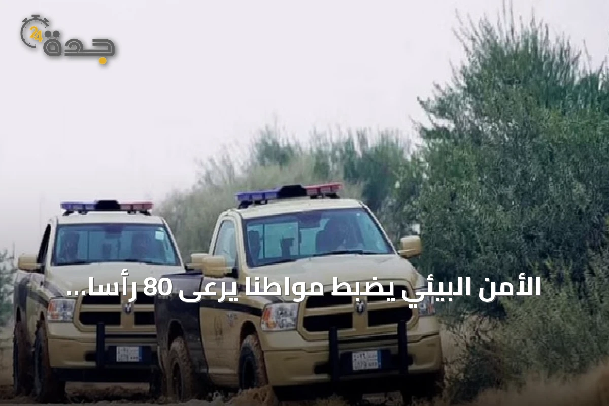 الأمن البيئي يضبط مواطناً يرعى 80 رأساً أغنام في محمية الإمام تركي بن Abdullah