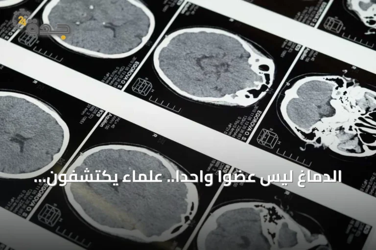 الدماغ ليس عضواً واحداً.. علماء يكتشفون نظامين عصبيين منفصلين منذ التكوين الجنيني
