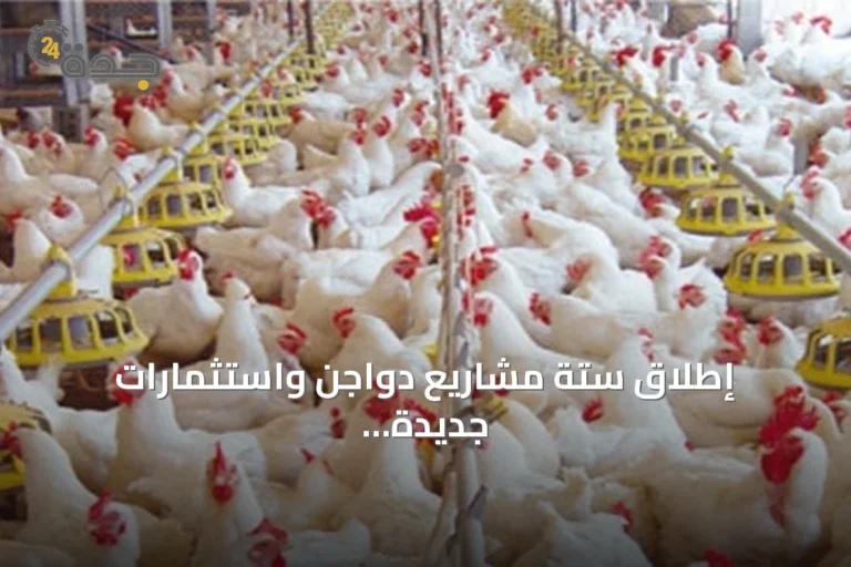 إطلاق ستة مشاريع دواجن واستثمارات جديدة لتعزيز اقتصاد مكة