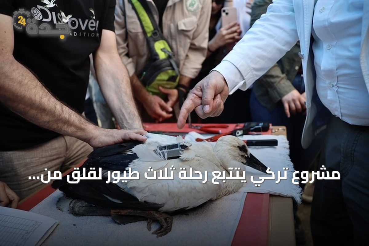 مشروع تركي يتتبع رحلة ثلاث طيور لقلق من سينوب إلى سوريا ومصر
