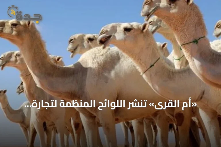 «أم القرى» تنشر اللوائح المنظمة لتجارة الإبل