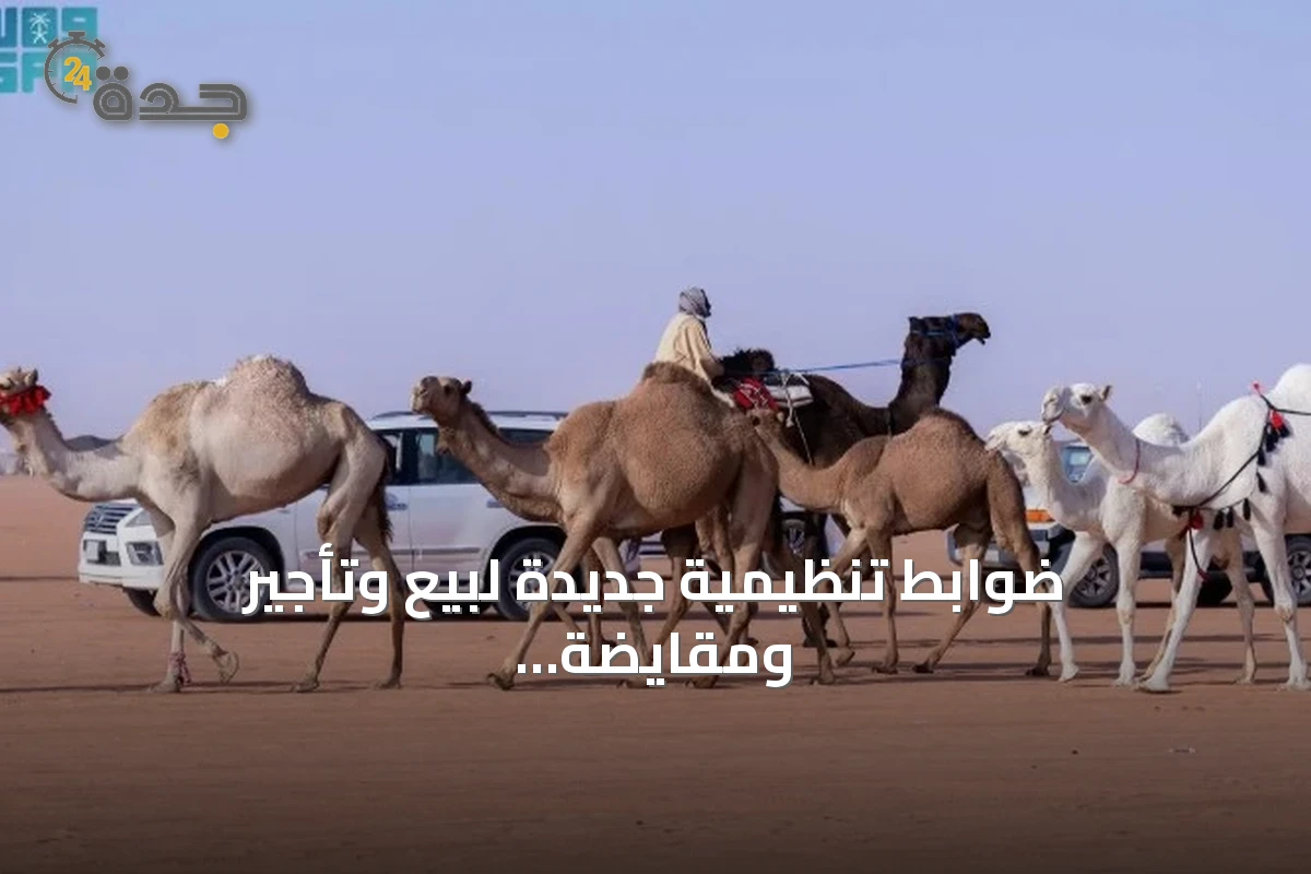 ضوابط تنظيمية جديدة لبيع وتأجير ومقايضة الإبل في السعودية 1 ضوابط تنظيمية جديدة لبيع وتأجير ومقايضة الإبل في السعودية