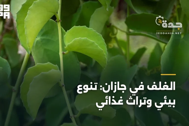 الغلِف في جازان: تنوع بيئي وتراث غذائي 3 article 333018