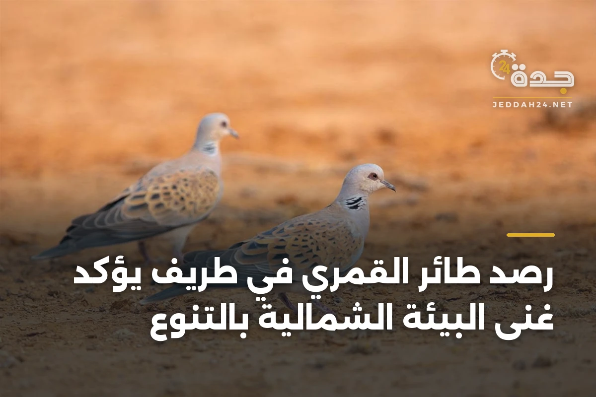 رصد طائر القمري في طريف يؤكد غنى البيئة الشمالية بالتنوع