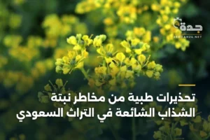 تحذيرات طبية من مخاطر نبتة الشذاب الشائعة في التراث السعودي 4 article 337594