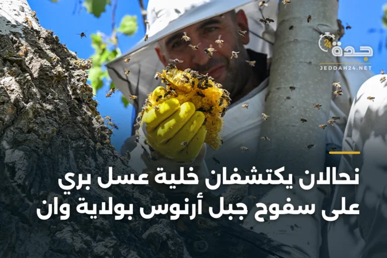 نحّالان يكتشفان خلية عسل بري على سفوح جبل أرنوس بولاية وان 5 article 339562