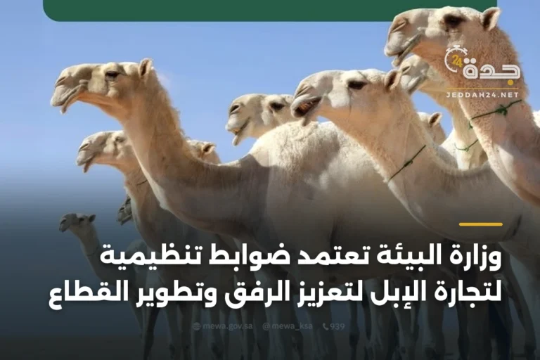 وزارة البيئة تعتمد ضوابط تنظيمية لتجارة الإبل لتعزيز الرفق وتطوير القطاع 3 article 340540