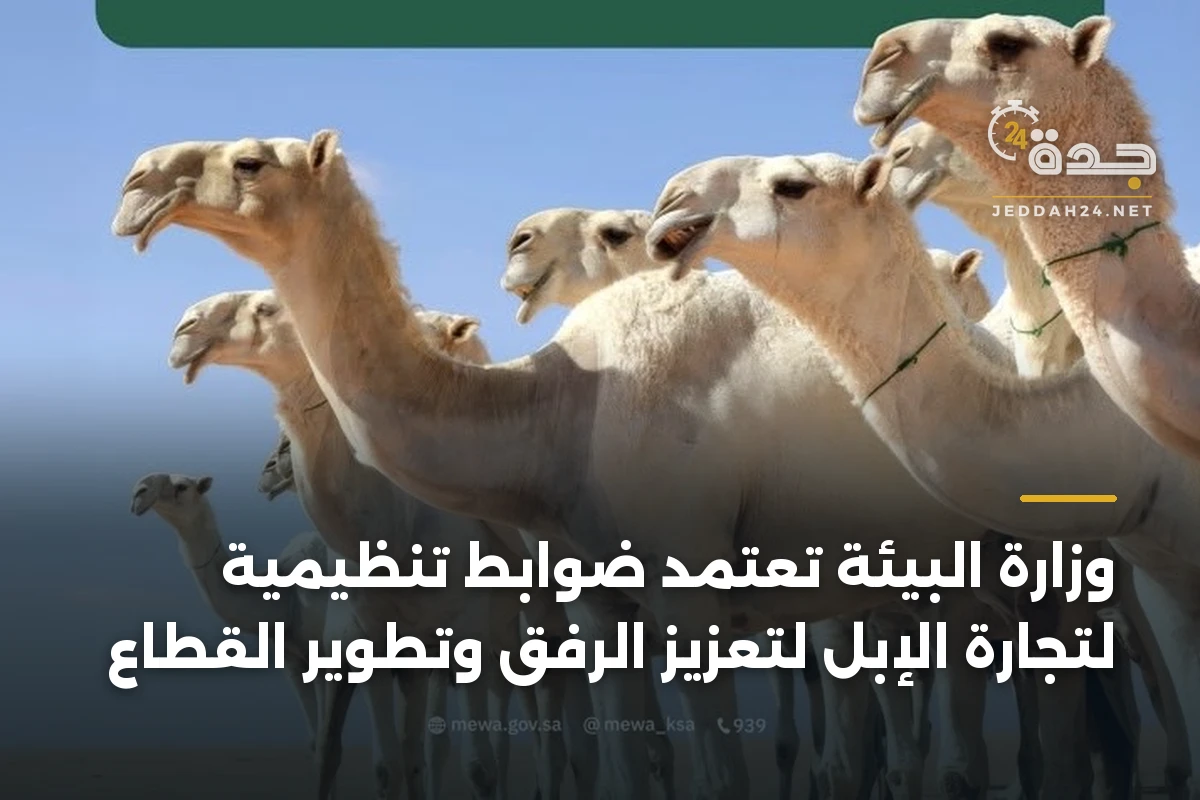 وزارة البيئة تعتمد ضوابط تنظيمية لتجارة الإبل لتعزيز الرفق وتطوير القطاع