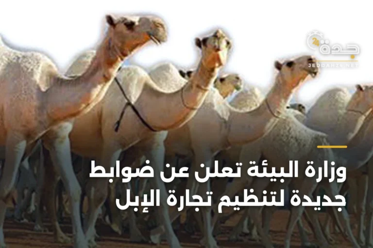 وزارة البيئة تعلن عن ضوابط جديدة لتنظيم تجارة الإبل 3 article 342671