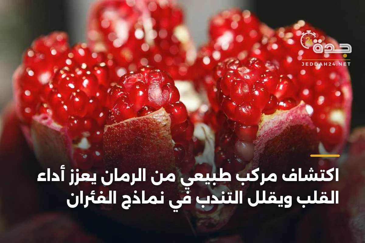 اكتشاف مركب طبيعي من الرمان يعزز أداء القلب ويقلل التندّب في نماذج الفئران