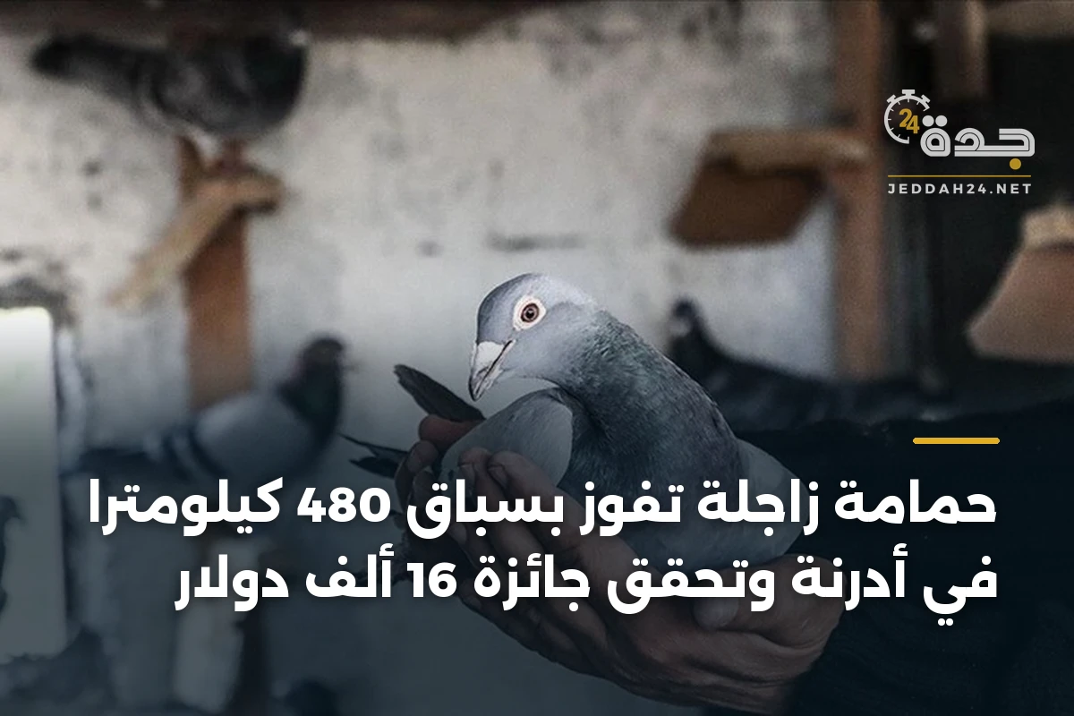 حمامة زاجلة تفوز بسباق 480 كيلومتراً في أدرنة وتحقق جائزة 16 ألف دولار