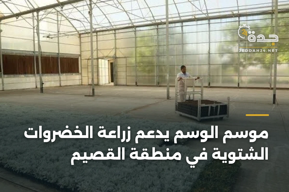 موسم الوسم يدعم زراعة الخضروات الشتوية في منطقة القصيم