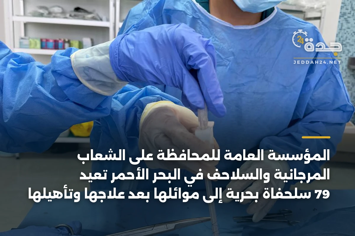 المؤسسة العامة للمحافظة على الشعاب المرجانية والسلاحف في البحر الأحمر تُعيد 79 سلحفاة بحرية إلى موائلها بعد علاجها وتأهيلها