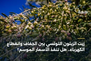 زيت الزيتون التونسي بين الجفاف وانقطاع الكهرباء.. هل تنقذ الأسعار الموسم؟ 4 article 446545