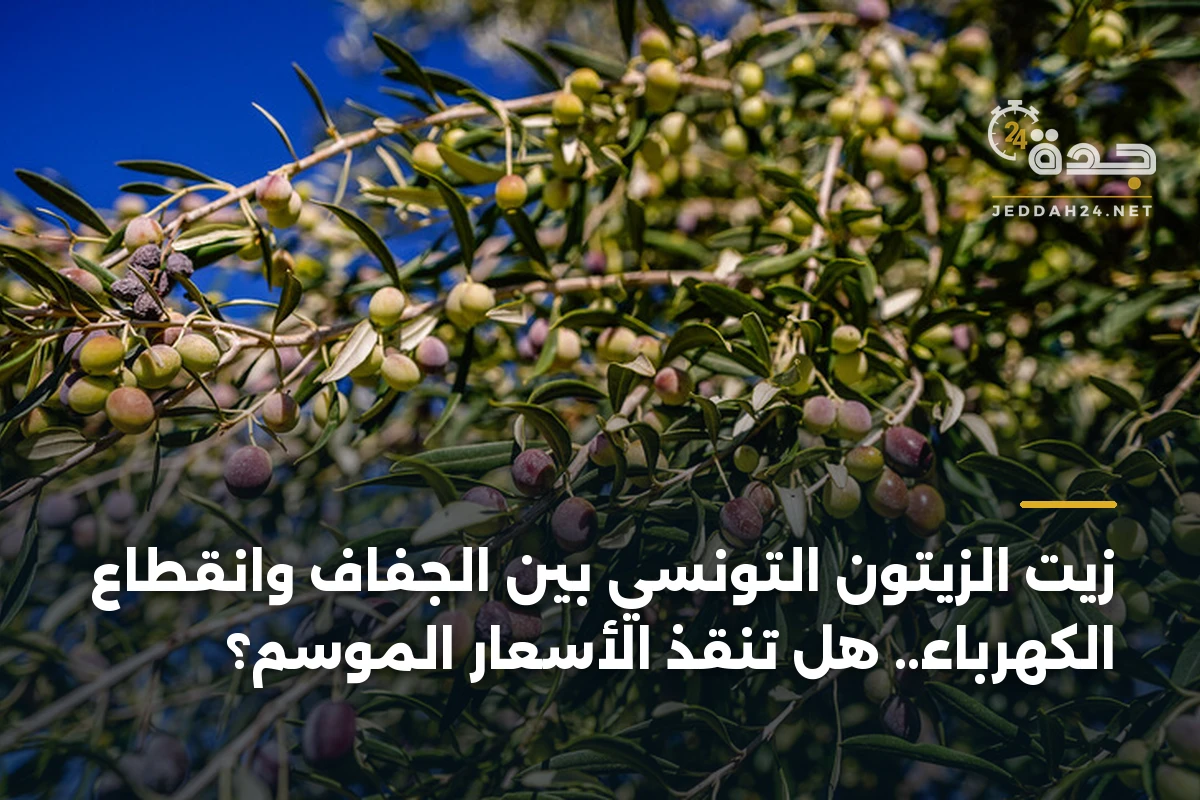 زيت الزيتون التونسي بين الجفاف وانقطاع الكهرباء.. هل تنقذ الأسعار الموسم؟
