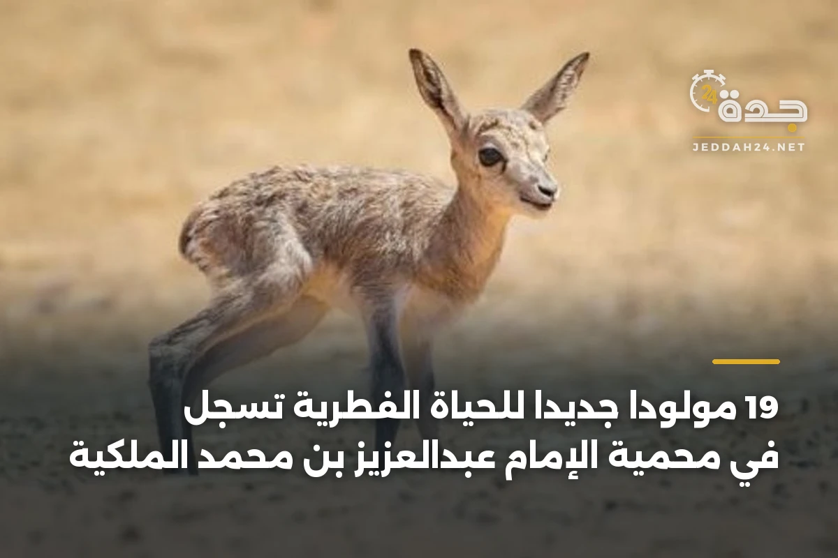19 مولوداً جديداً للحياة الفطرية تُسجل في محمية الإمام عبدالعزيز بن محمد الملكية